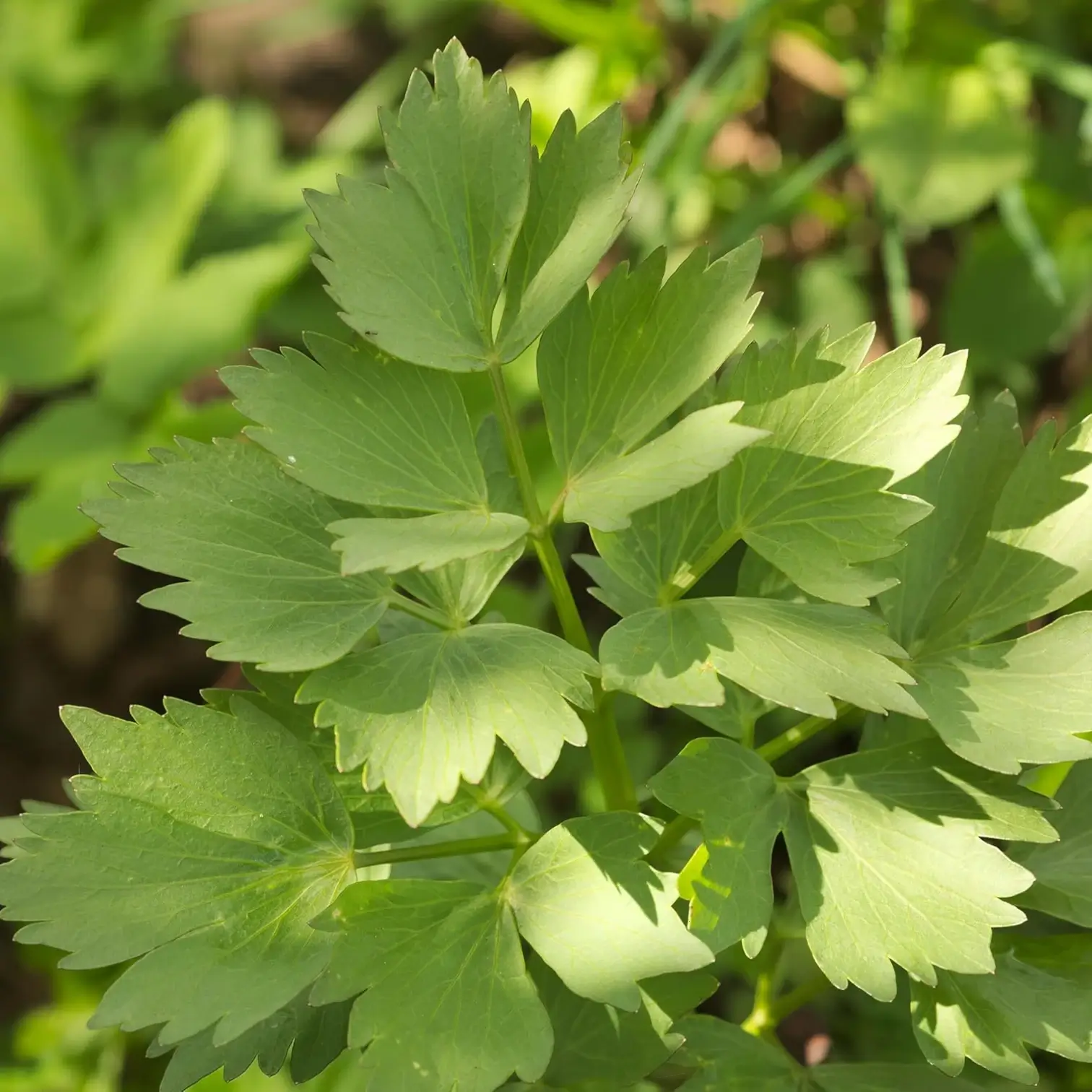 Levisticum officinale – Detailaufnahme.