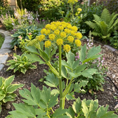 Levisticum officinale – Detailaufnahme.