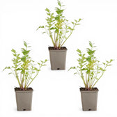 Levisticum officinale – Detailaufnahme der Pflanze.