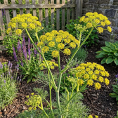 Levisticum officinale – Detailaufnahme der Pflanze.