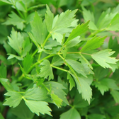 Levisticum officinale – Detailaufnahme der Pflanze.