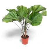 Licuala grandis potted plant in nursery pot on white background.