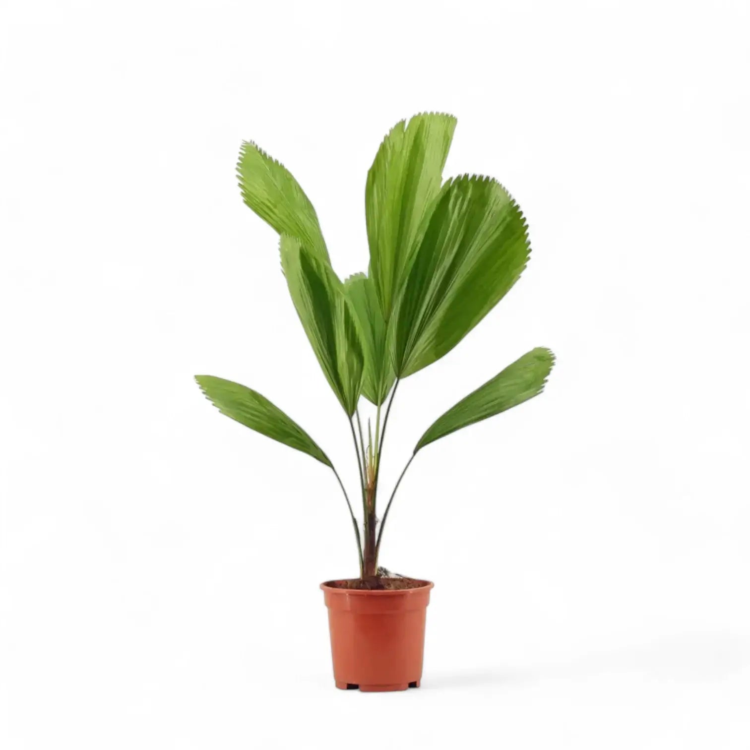 Licuala grandis potted plant in nursery pot on white background.