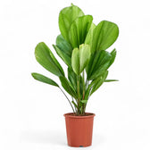 Licuala grandis potted plant in nursery pot on white background.