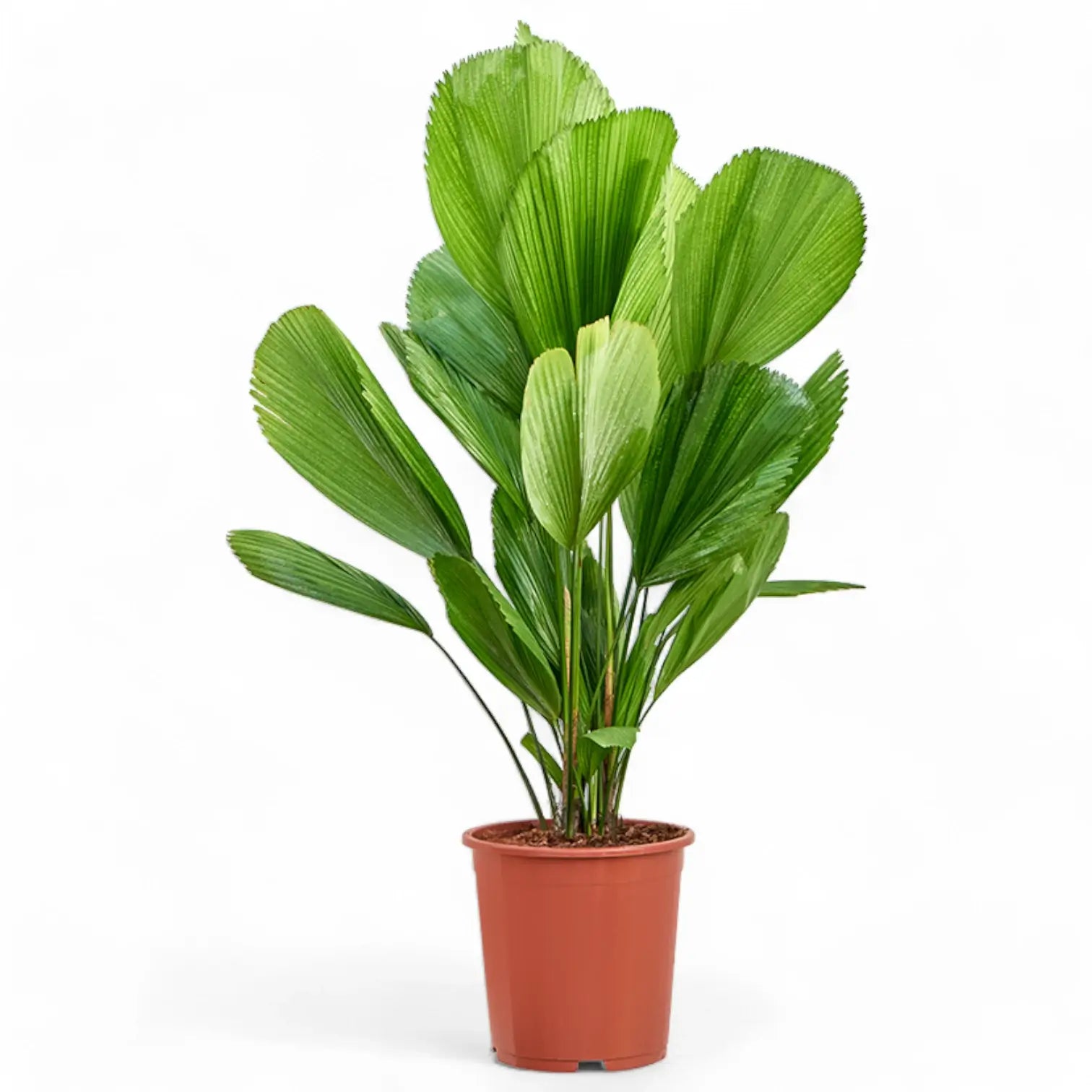 Licuala grandis potted plant in nursery pot on white background.