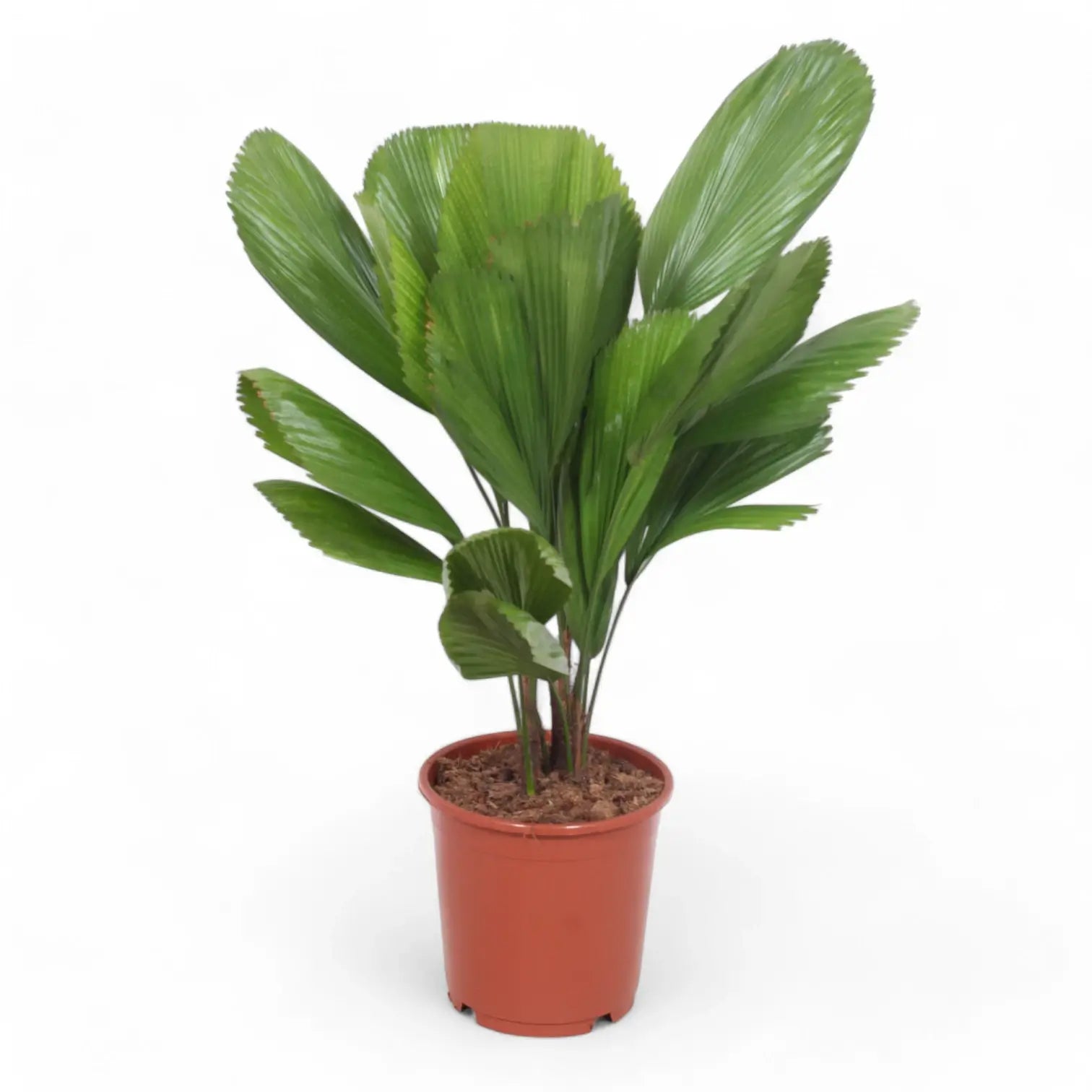 Licuala grandis potted plant in nursery pot on white background.