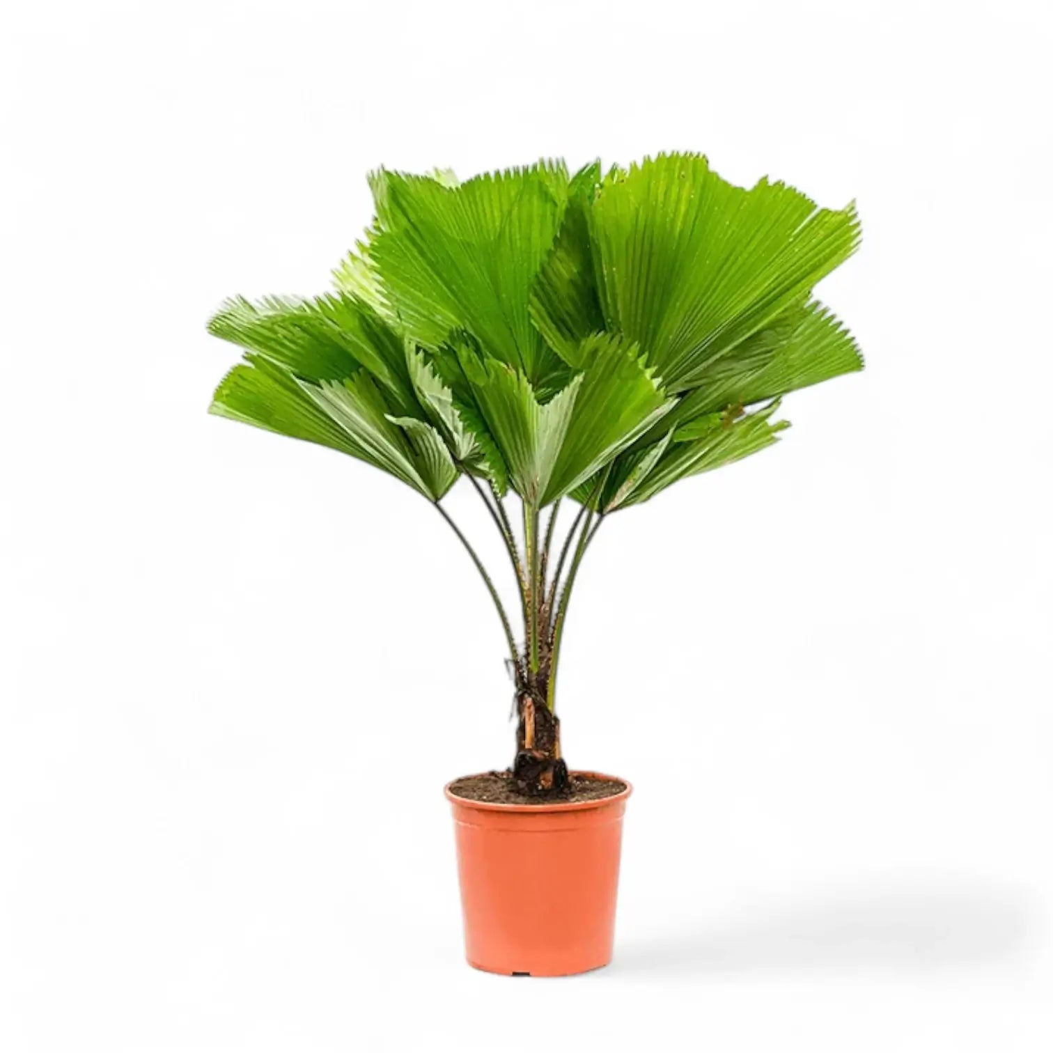Licuala grandis potted plant in nursery pot on white background.