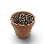 Terracotta pot with lithops potting mix on a white background