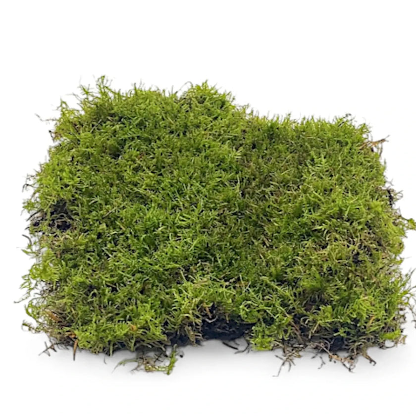 Nahaufnahme von lebendem Flachmoos vor weißem Hintergrund.