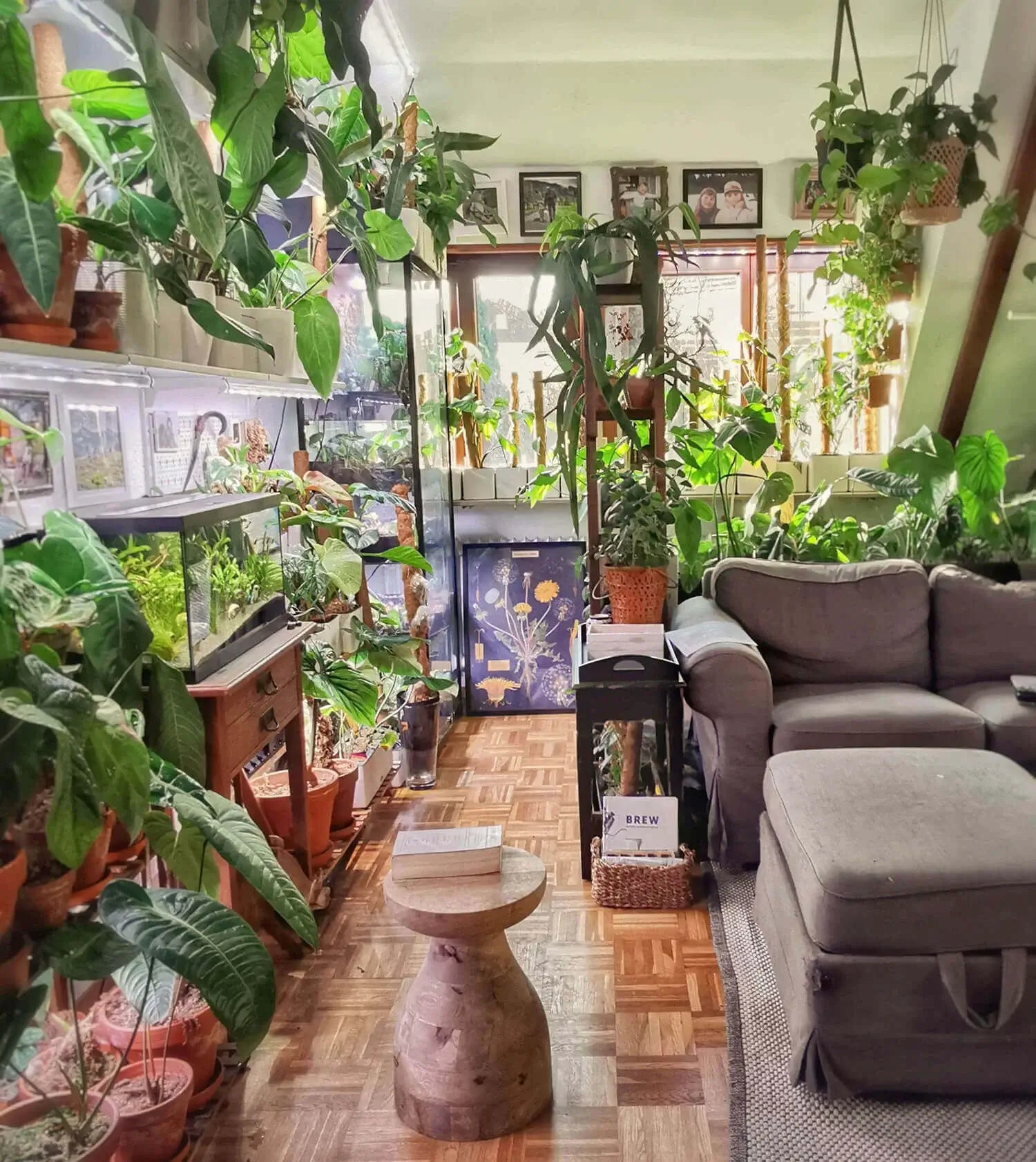 Living room with a lot of plants and a gray sofa.