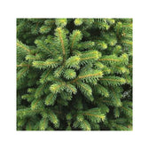 Lebendes Weihnachtsbaum - Picea abies "Will's Zwerg" Hauptproduktfoto vor weißem Hintergrund.