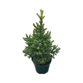 Lebendes Weihnachtsbaum - Picea abies "Will's Zwerg" vor weißem Hintergrund, Produktfoto 2.