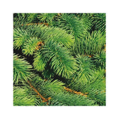 Lebendes Weihnachtsbaum - Picea glauca 'Super Green' – Blattdetail vor weißem Hintergrund..