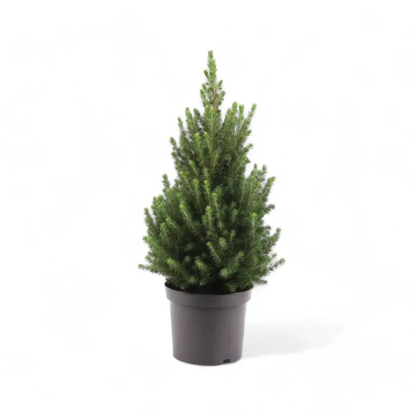 Living Xmas tree - Picea glauca 'Super Green' potted plant in nursery pot on white background.