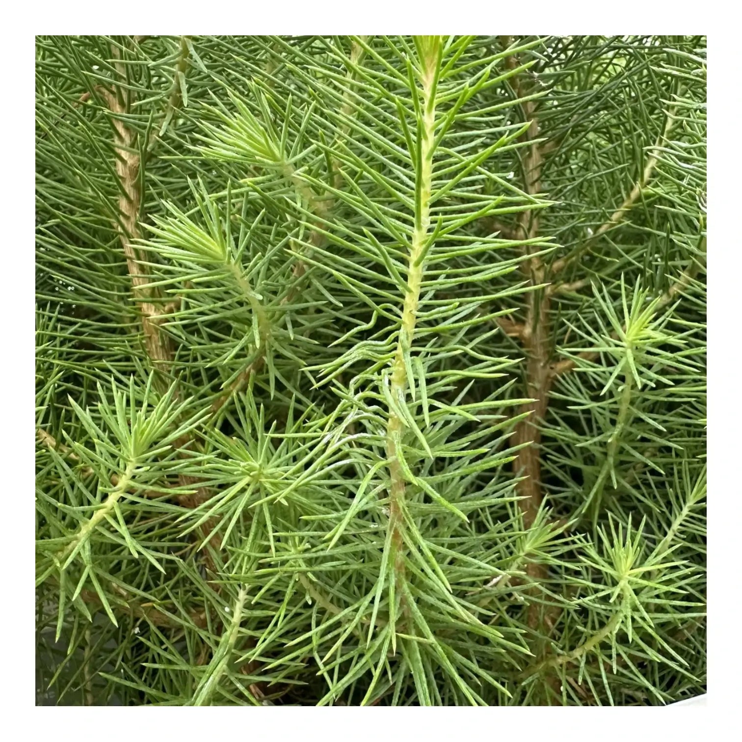 Lebendes Weihnachtsbaum - Pinus Pinea 'Silver Crest' – Blattdetail vor weißem Hintergrund..