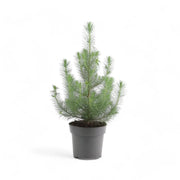 Living Xmas Tree - Pinus Pinea 'Silver Crest' potted plant in nursery pot on white background.
