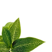 Ludisia discolor 'Alba' – Blattdetail vor weißem Hintergrund..