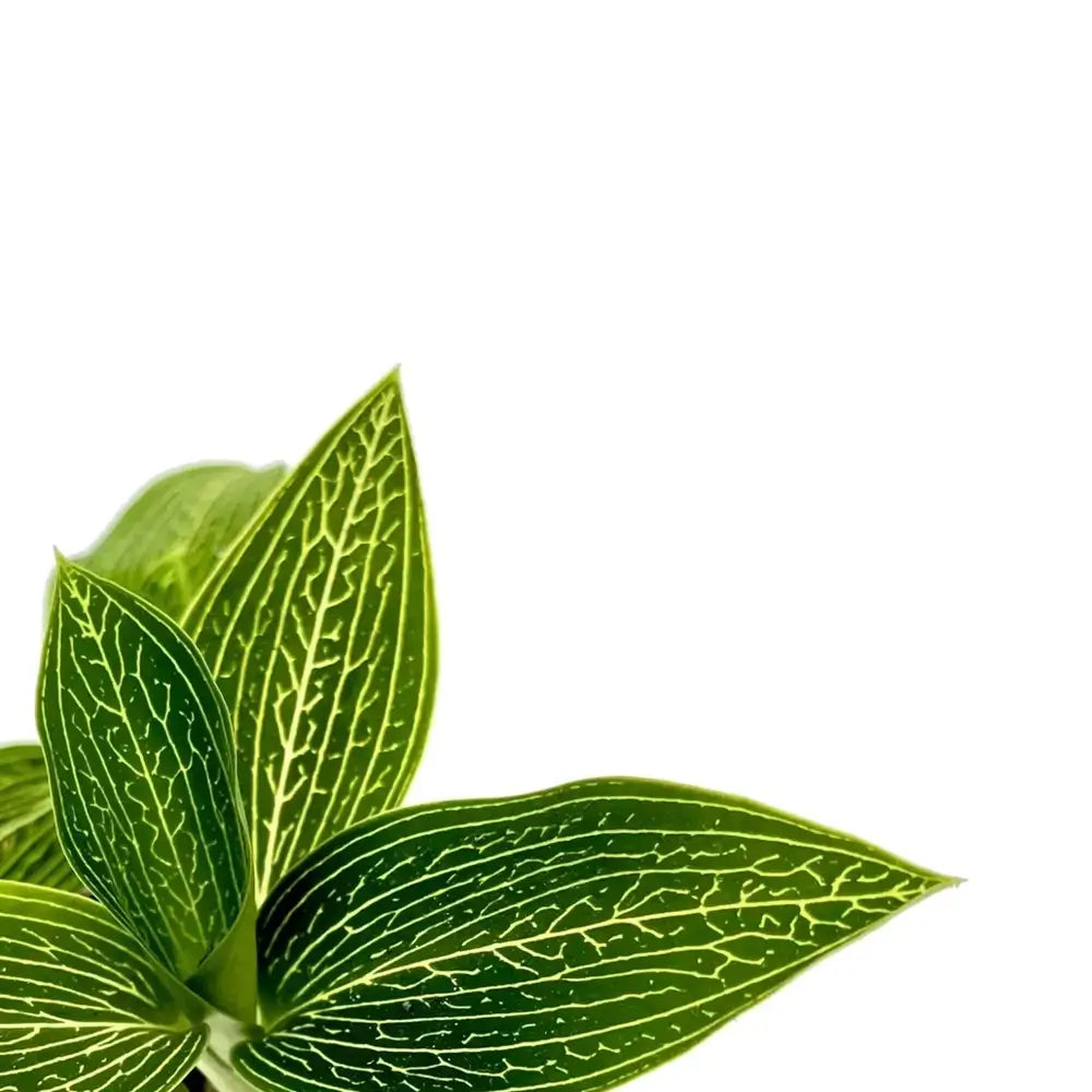 Ludisia discolor 'Alba' – Blattdetail vor weißem Hintergrund..