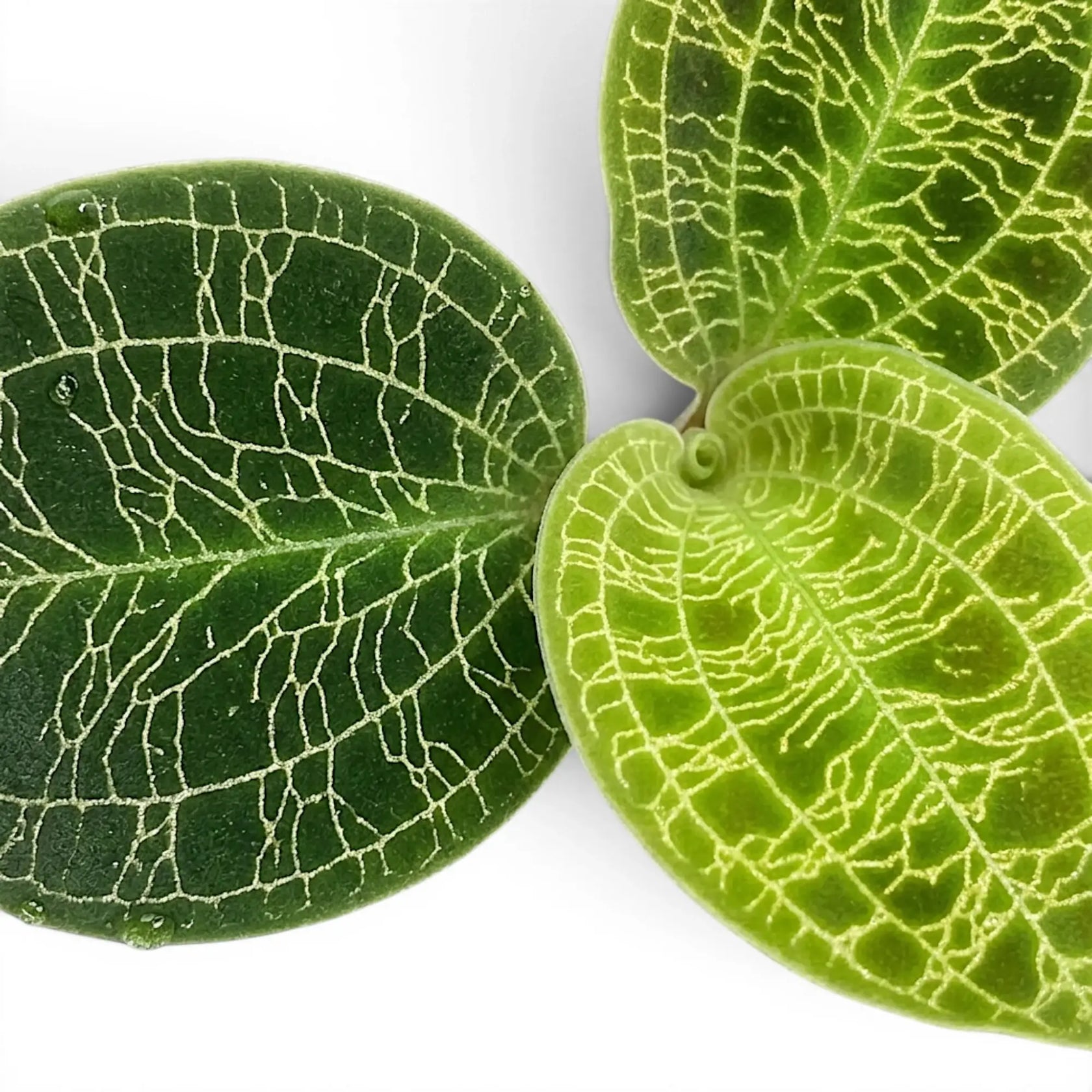 Macodes petola jewel orchid foliage close-up with patterned green leaves and pale veins.
