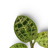 Macodes petola jewel orchid foliage close-up with patterned green leaves and pale veins.