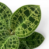 Macodes petola jewel orchid foliage close-up with patterned green leaves and pale veins.