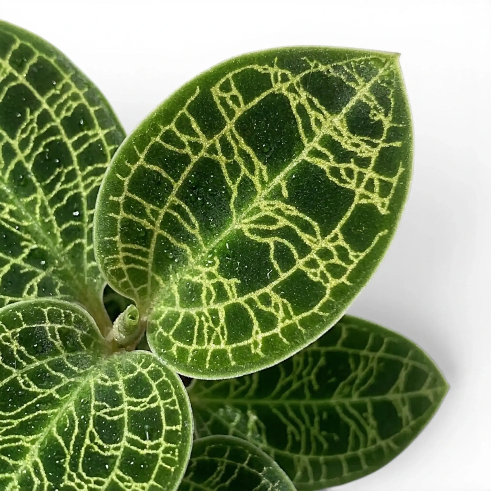 Macodes petola jewel orchid foliage close-up with patterned green leaves and pale veins.