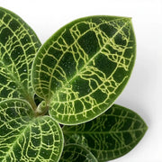 Macodes petola jewel orchid foliage close-up with patterned green leaves and pale veins.