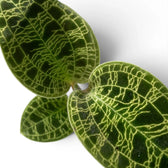 Macodes petola jewel orchid foliage close-up with patterned green leaves and pale veins.