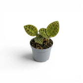 Macodes petola jewel orchid plant in a nursery pot.