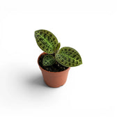 Macodes petola jewel orchid plant in a nursery pot.