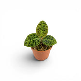 Macodes petola jewel orchid plant in a nursery pot.