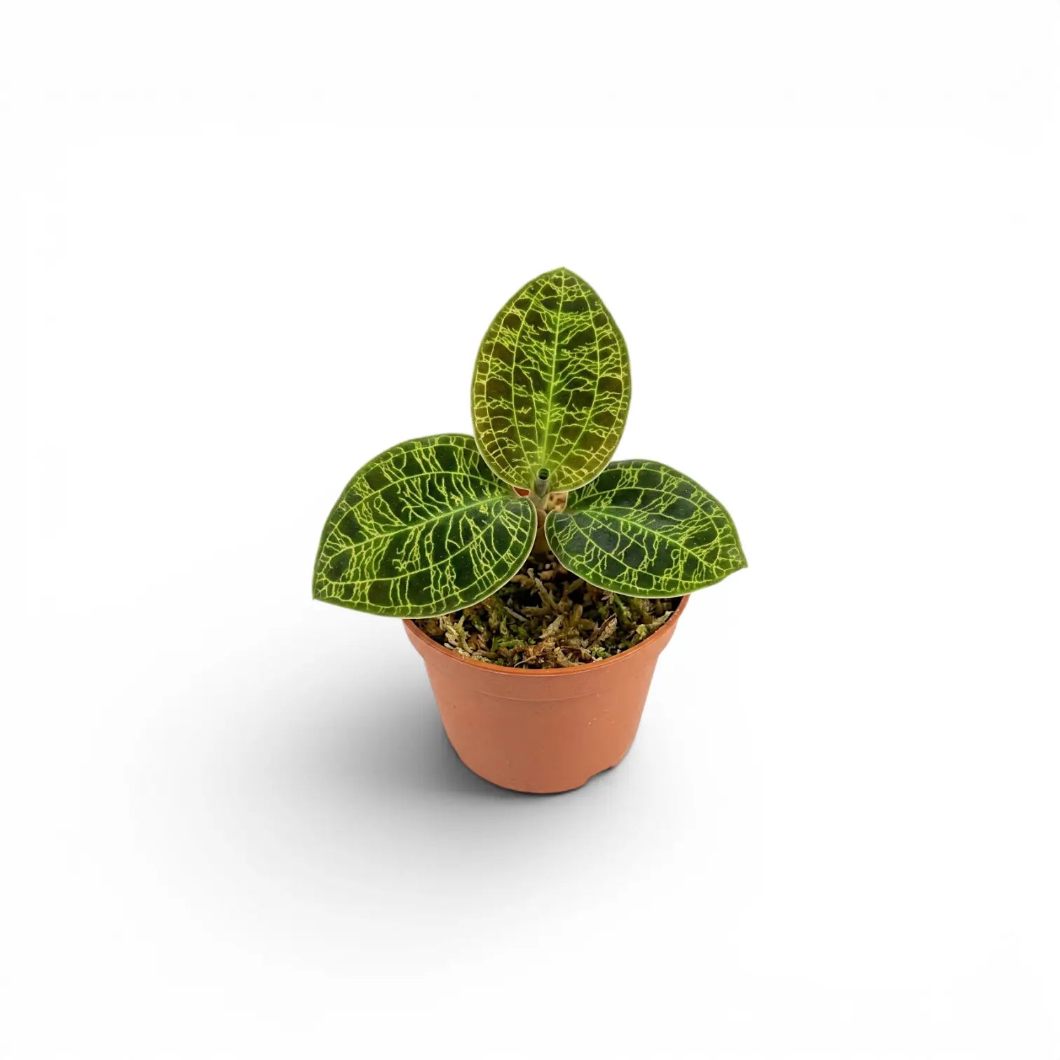 Macodes petola jewel orchid plant in a nursery pot.