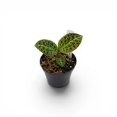 Macodes petola jewel orchid plant in a nursery pot.