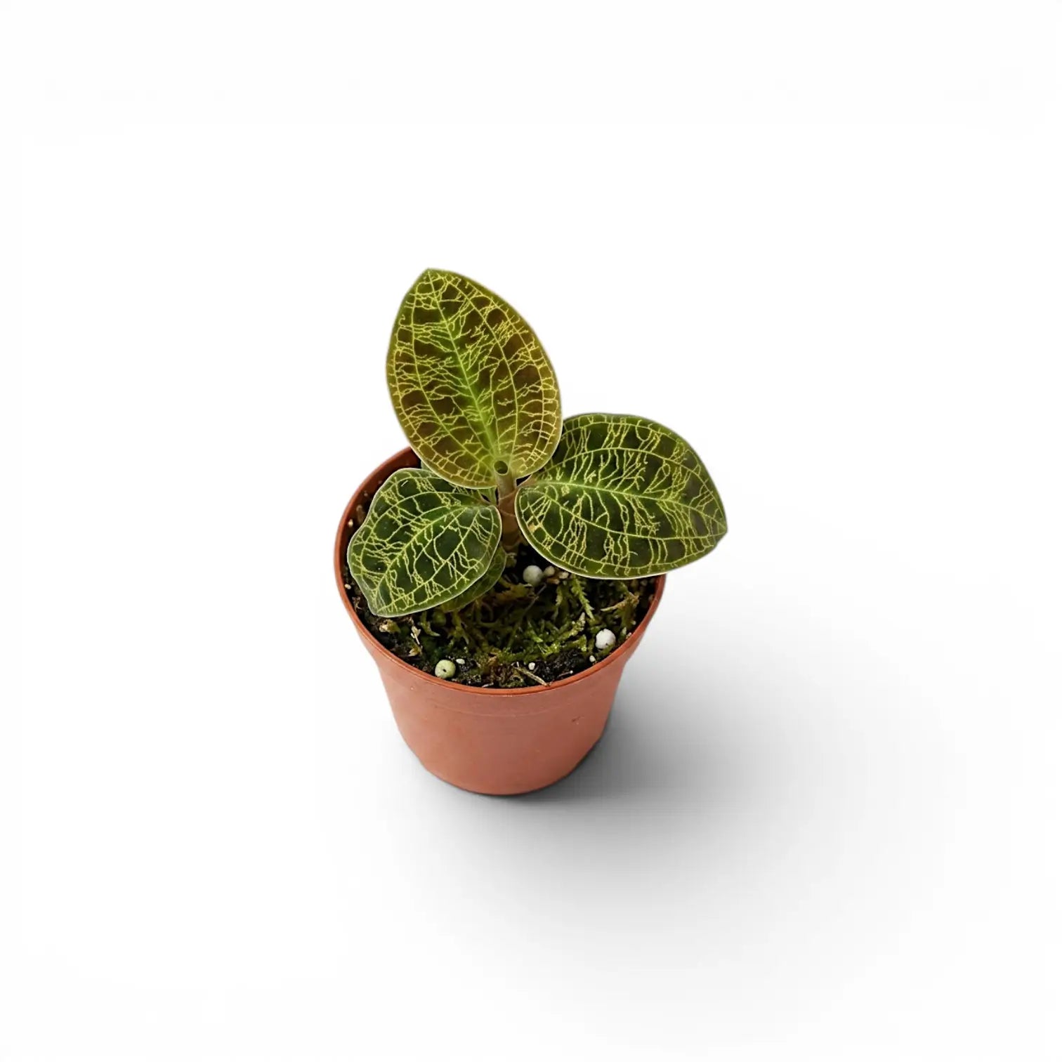 Macodes petola jewel orchid plant in a nursery pot.