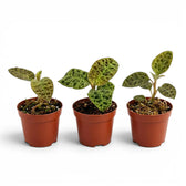 Macodes petola jewel orchid plant in a nursery pot.
