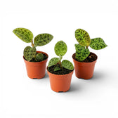 Macodes petola jewel orchid plant in a nursery pot.
