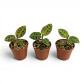 Macodes petola jewel orchid plant in a nursery pot.