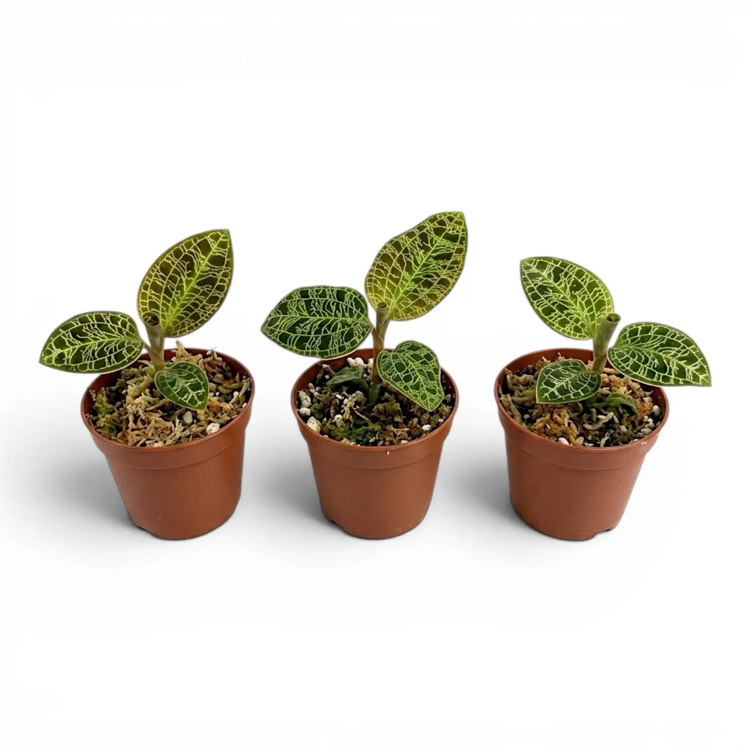Macodes petola jewel orchid plant in a nursery pot.