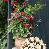 Mandevilla Sundaville® Red – Nahaufnahme.
