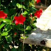 Mandevilla Sundaville® Red – Nahaufnahme.