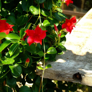 Mandevilla Sundaville® Red – Nahaufnahme.