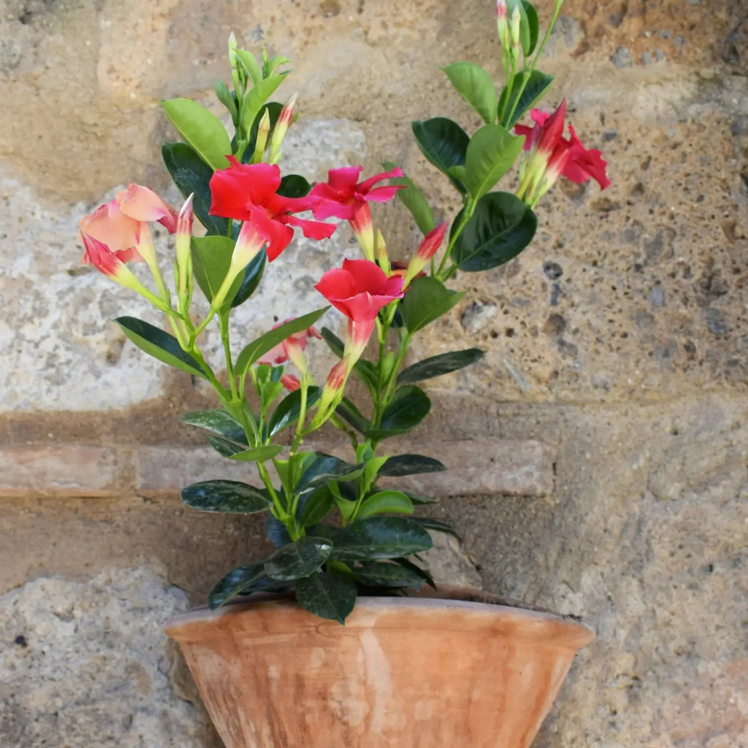 Mandevilla Sundaville® Red – Detailaufnahme der Pflanze.