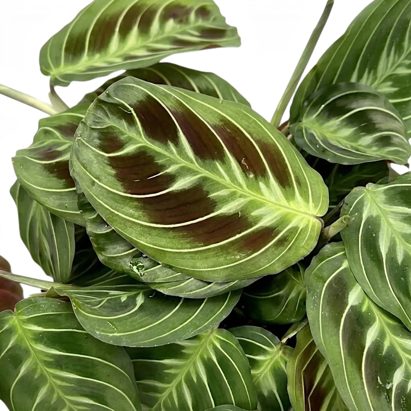 Blattdetail von Maranta ‘Cat Moustache’ mit grün gemusterten Blättern.