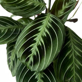 Blattdetail von Maranta ‘Cat Moustache’ mit grün gemusterten Blättern.