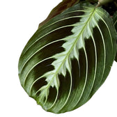 Blattdetail von Maranta ‘Cat Moustache’ mit grün gemusterten Blättern.
