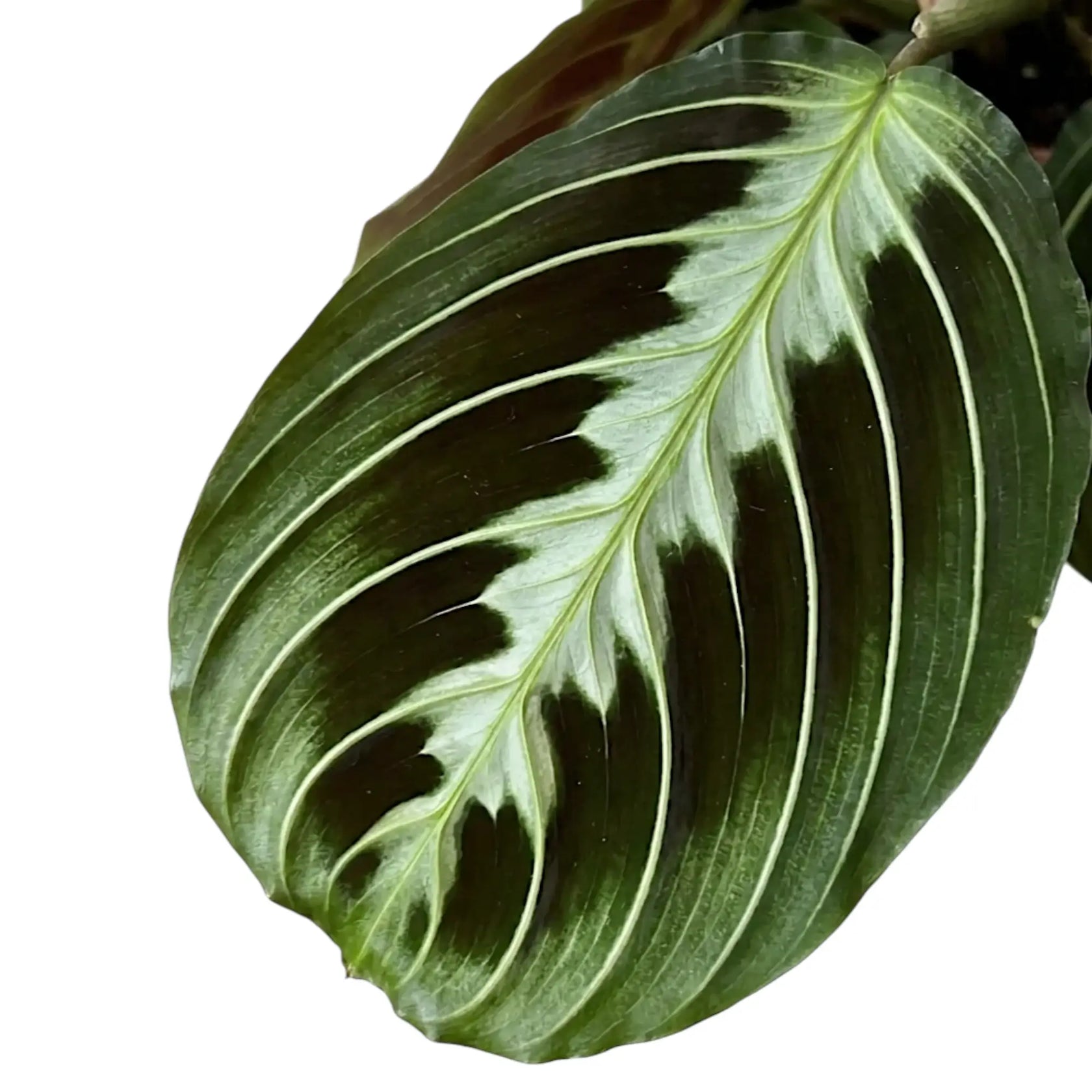 Blattdetail von Maranta ‘Cat Moustache’ mit grün gemusterten Blättern.