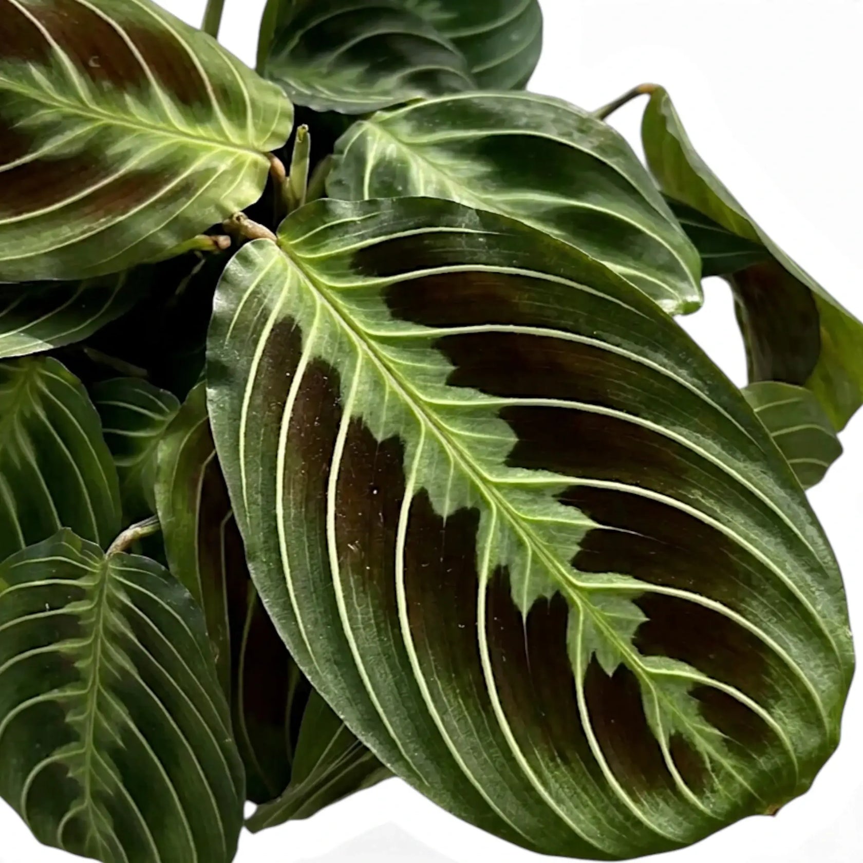 Blattdetail von Maranta ‘Cat Moustache’ mit grün gemusterten Blättern.