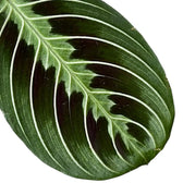 Blattdetail von Maranta ‘Cat Moustache’ mit grün gemusterten Blättern.