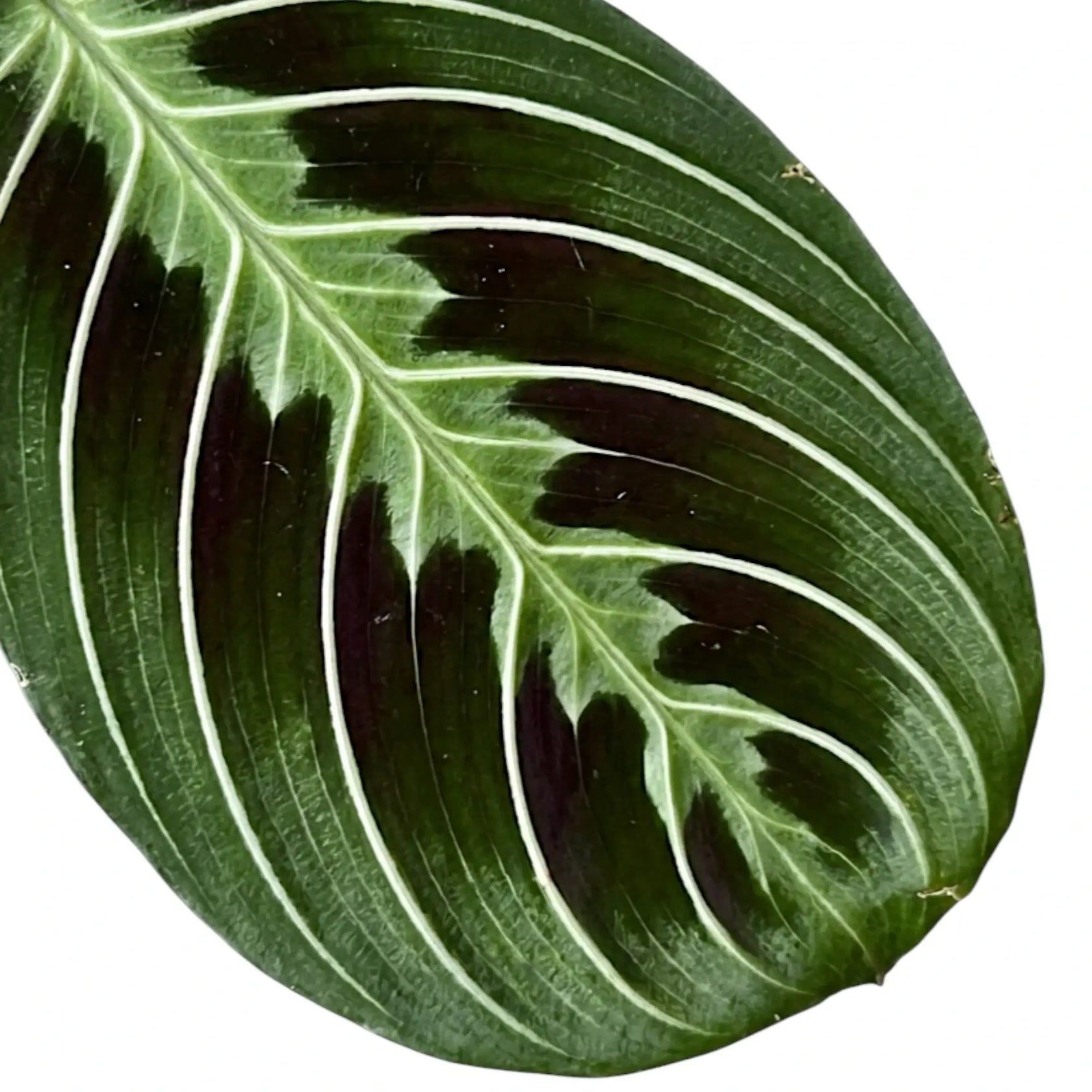 Blattdetail von Maranta ‘Cat Moustache’ mit grün gemusterten Blättern.