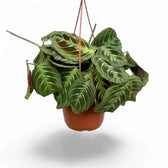 Maranta ‘Cat Moustache’ im Hängetopf.